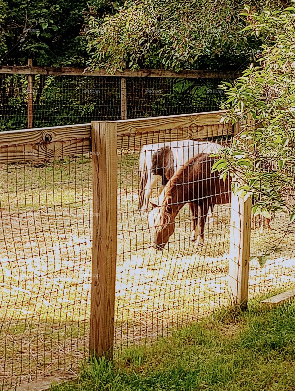 Miniature Horses