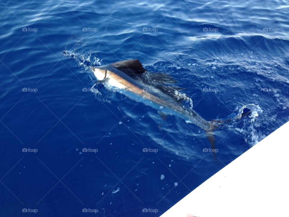 Sailfish 