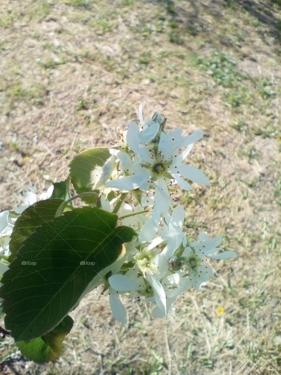 Cherry, cherry blossoms, spring, flowers, flower, branch, tree,