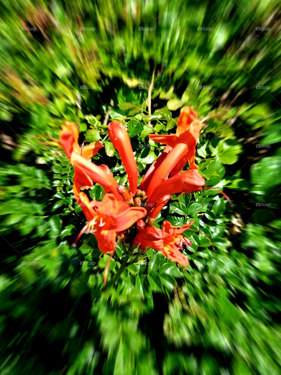 Beautiful flowers bloom in the desert southwest