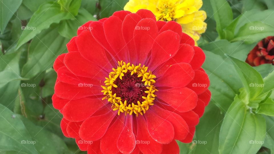 Red and Yellow. garden zinnia