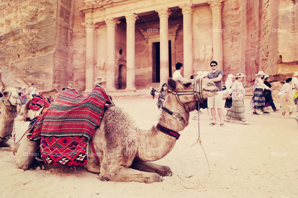 Camel at Petra facade