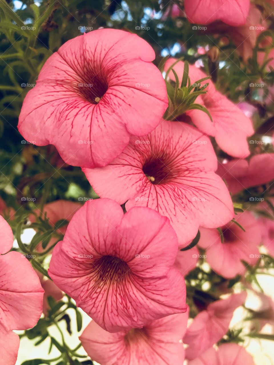 Pink flowers