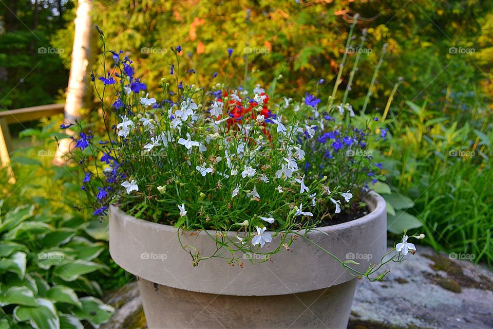 Pot of red, white, and blue . Clay terracotta Pot of flowers in the garden, lobelia riot of red white and blue