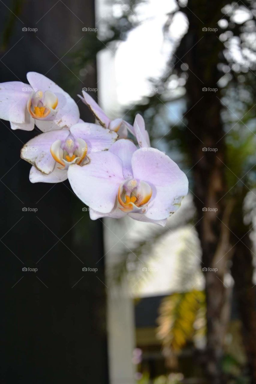 flores orquídeas