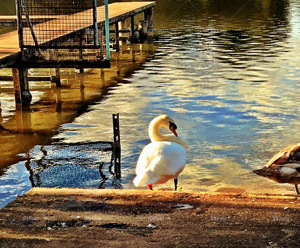 Beautiful Swan standing beside lake
