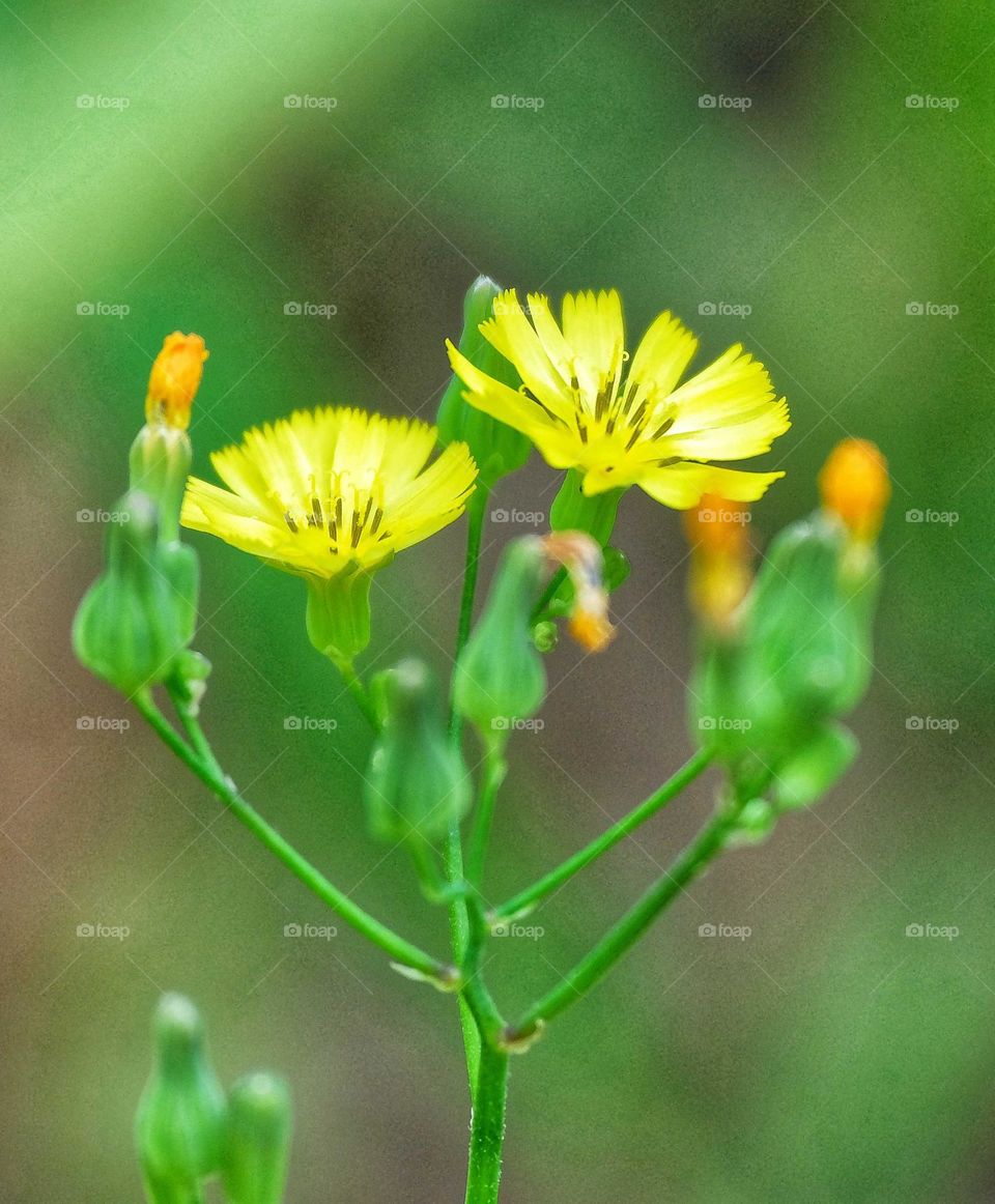 yellow flowers