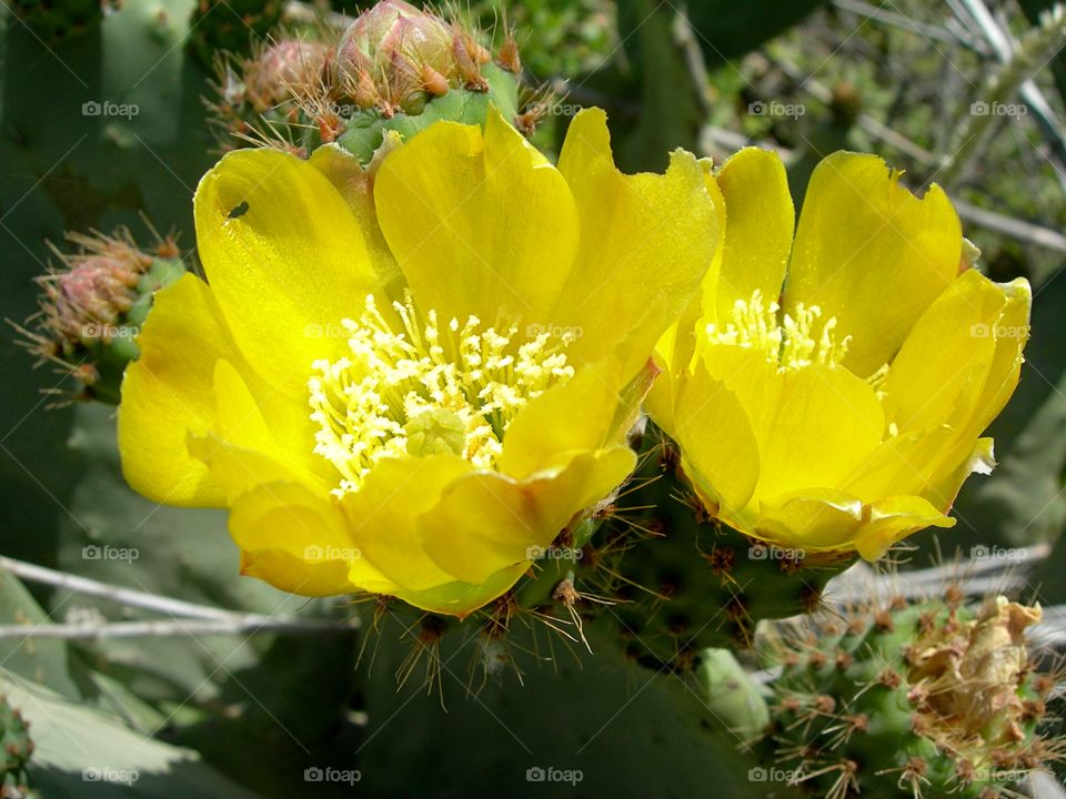 close-up of fat plant yellow Flowers shooted in sardinia island