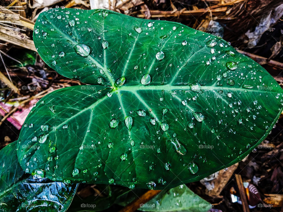rain drops on taro leaves, this photo was taken after the rain stopped