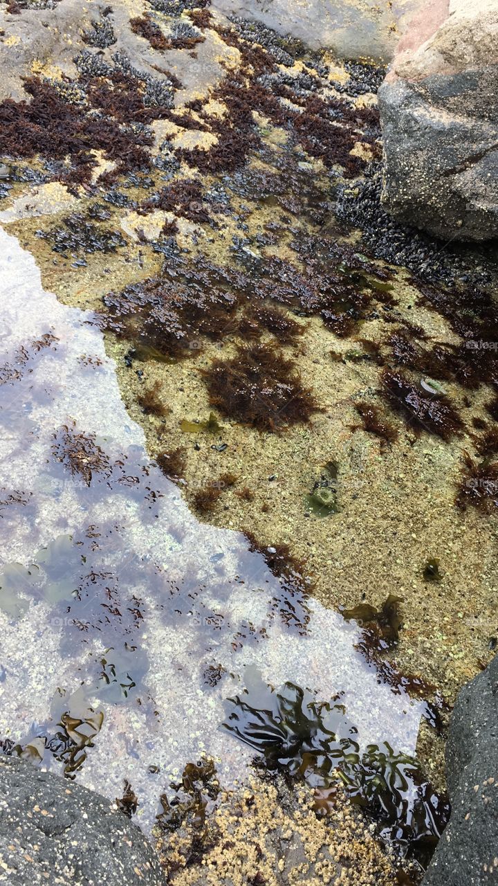 Tide pool