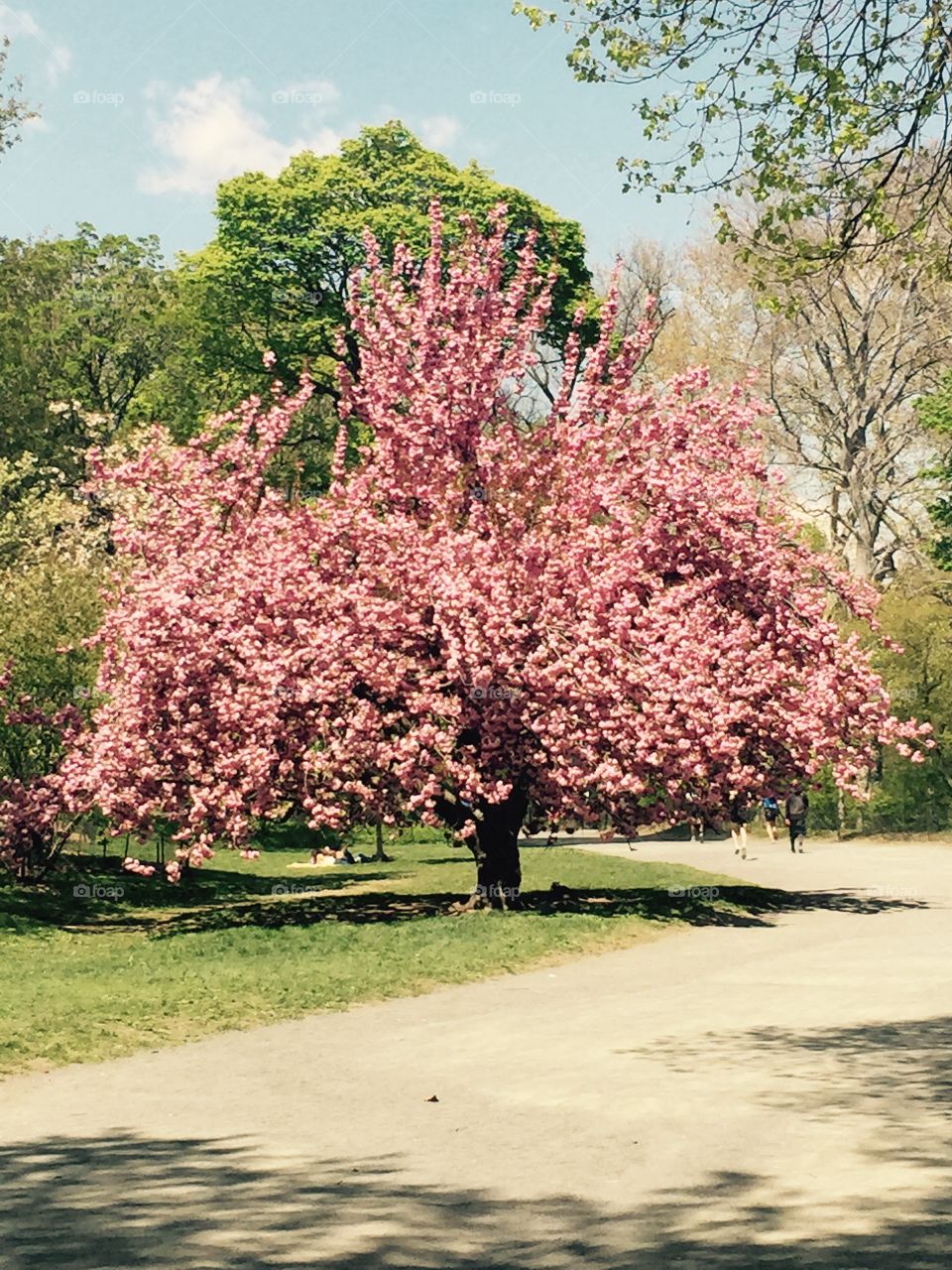 Pink tree. Tree in Central Park, NYC
