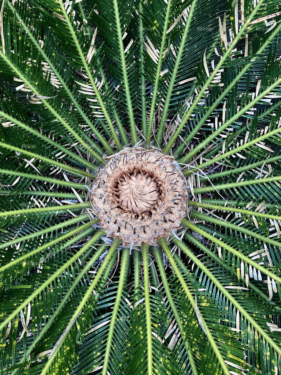 🇺🇸 This circle-shaped root palm tree is impressive.  Long live nature and its beauty! / 🇧🇷 Essa palmeira com raiz em formato de círculo é impressionante. Viva a natureza e a sua beleza!