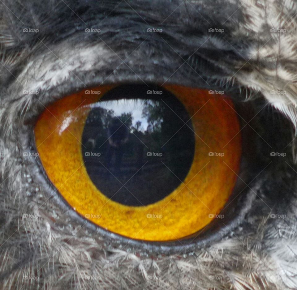 Fearce Eye. Eye of an owl at Cosltswold Wildlife
