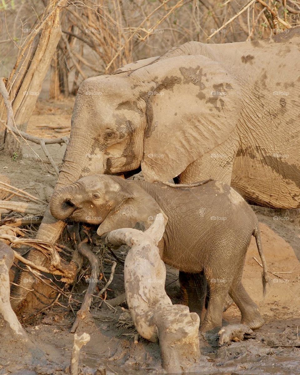 A mother and calf elephant 