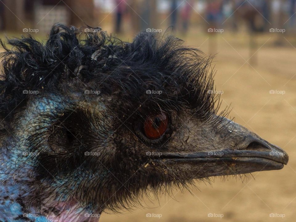 An emu at the zoo