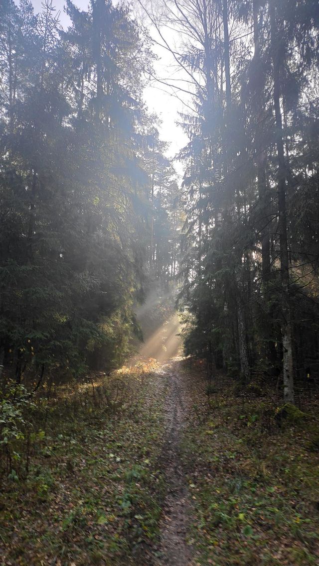 Forest path