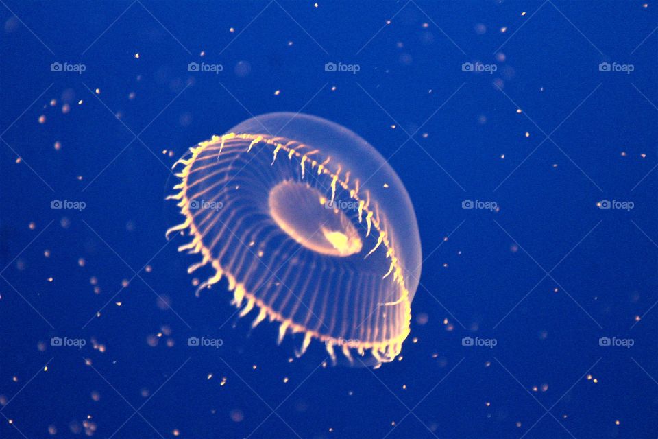 Jellyfish