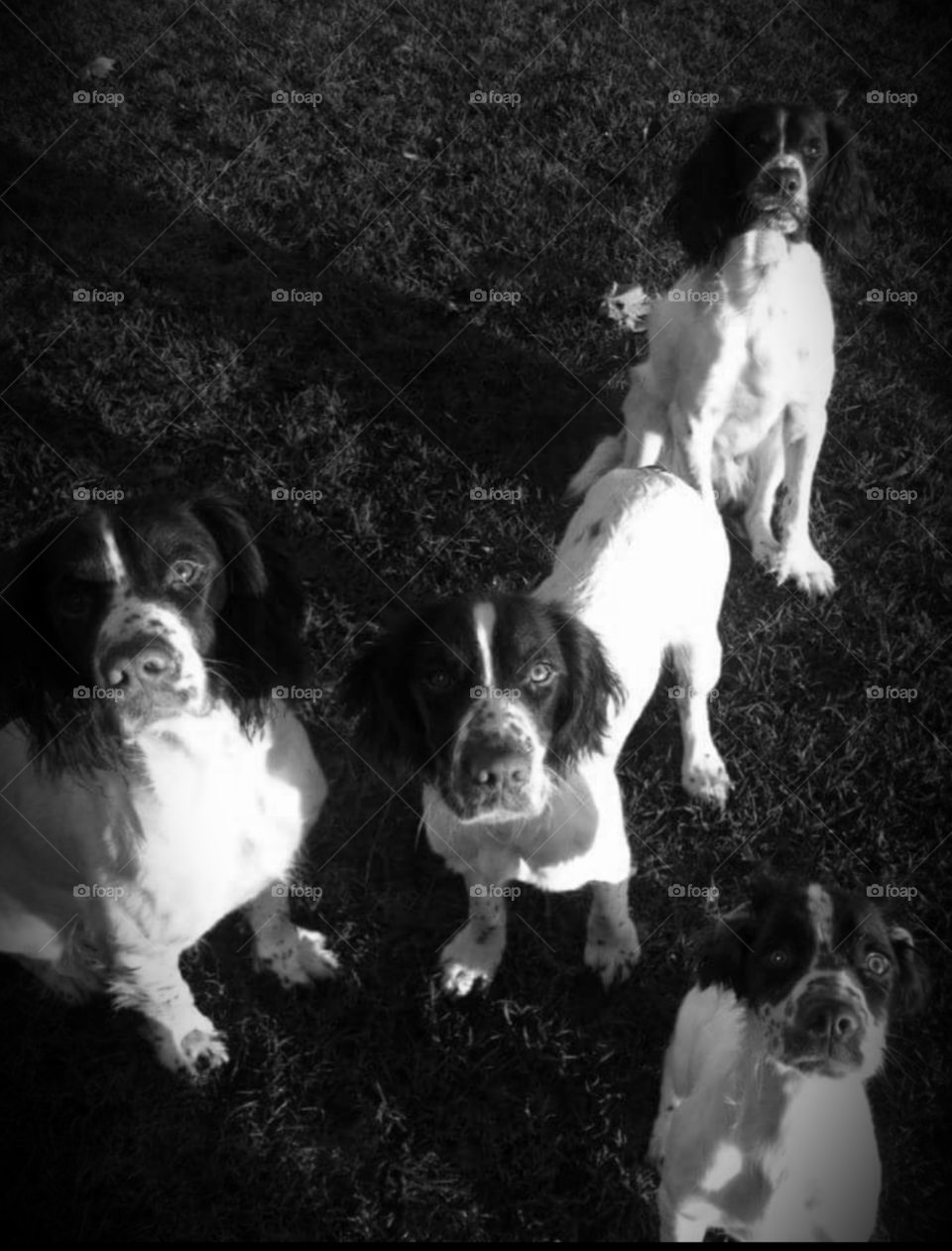 English Springer Spaniel gun dogs