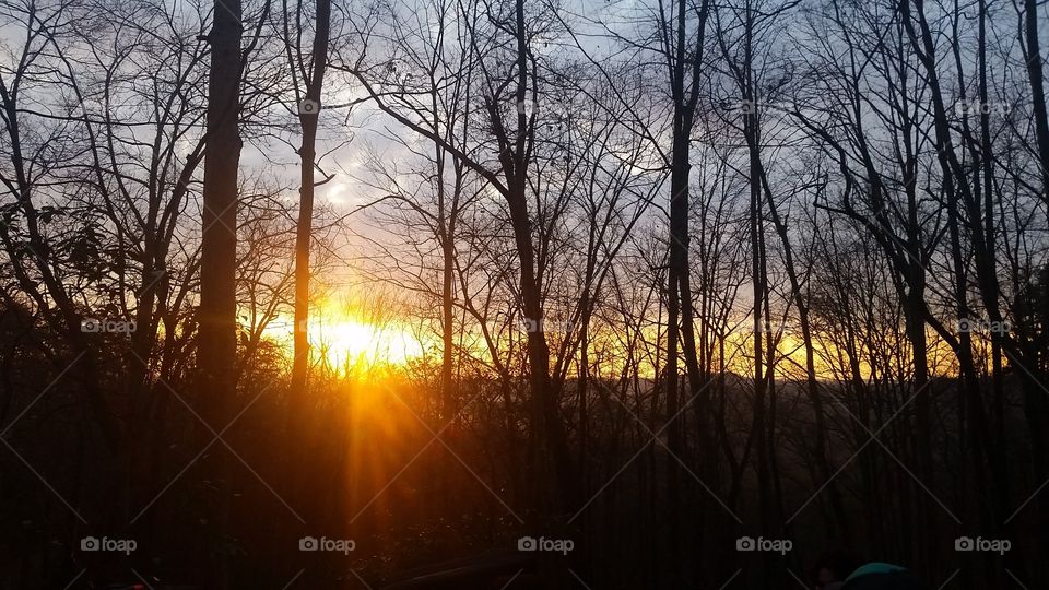 Tree, Dawn, Landscape, Wood, No Person