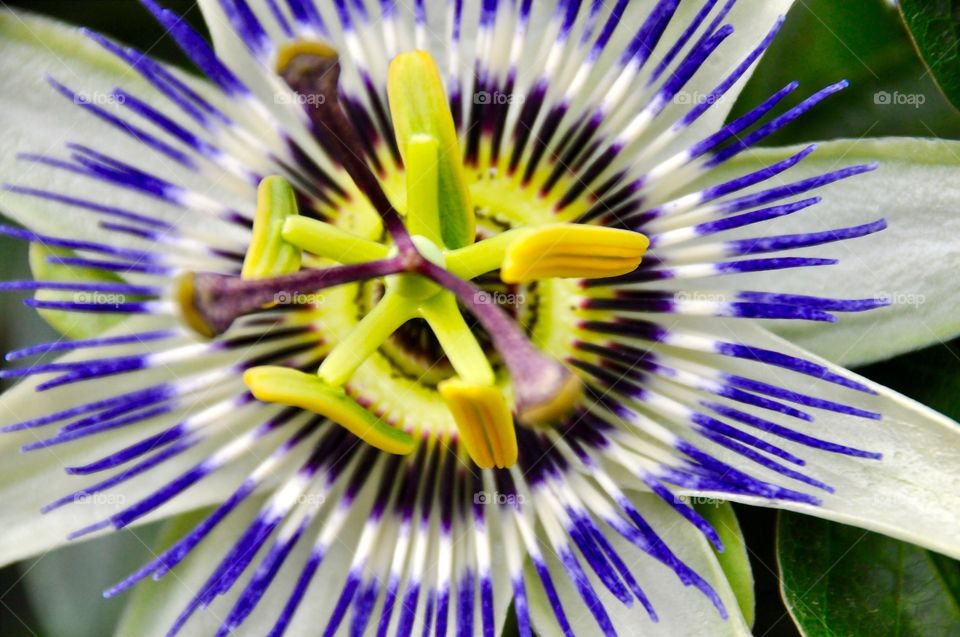 Close-up of a passion flower