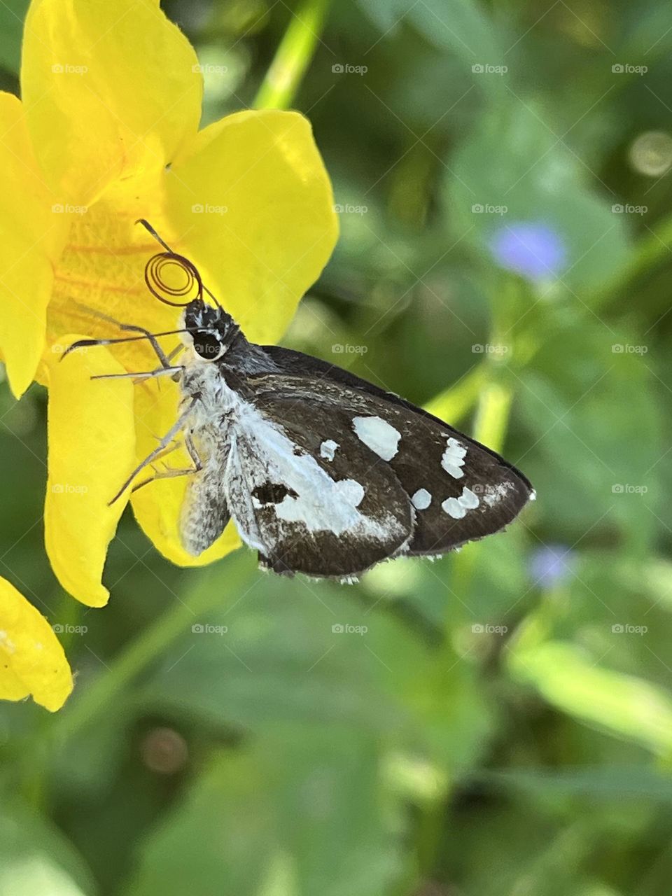 Nature in my garden, Nakhon Sawan Province , Thailand 🇹🇭