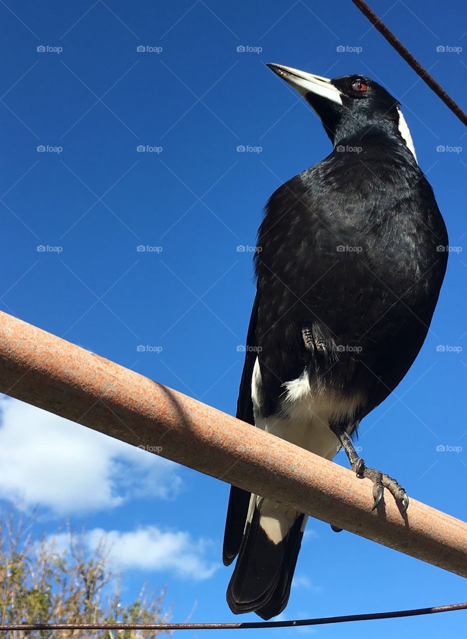 Australian female Magpie perched sitting on a cable wire against vivid clear blue sky backdrop, close up, copy space minimalism, concept wildlife, native, animals, intelligence, freedom and majesty