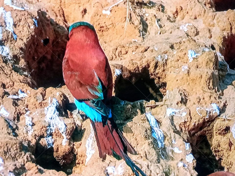 one bird photography