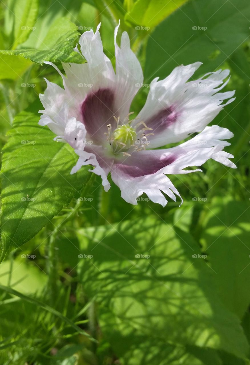 A white and purple poppy with shades and sunligt
