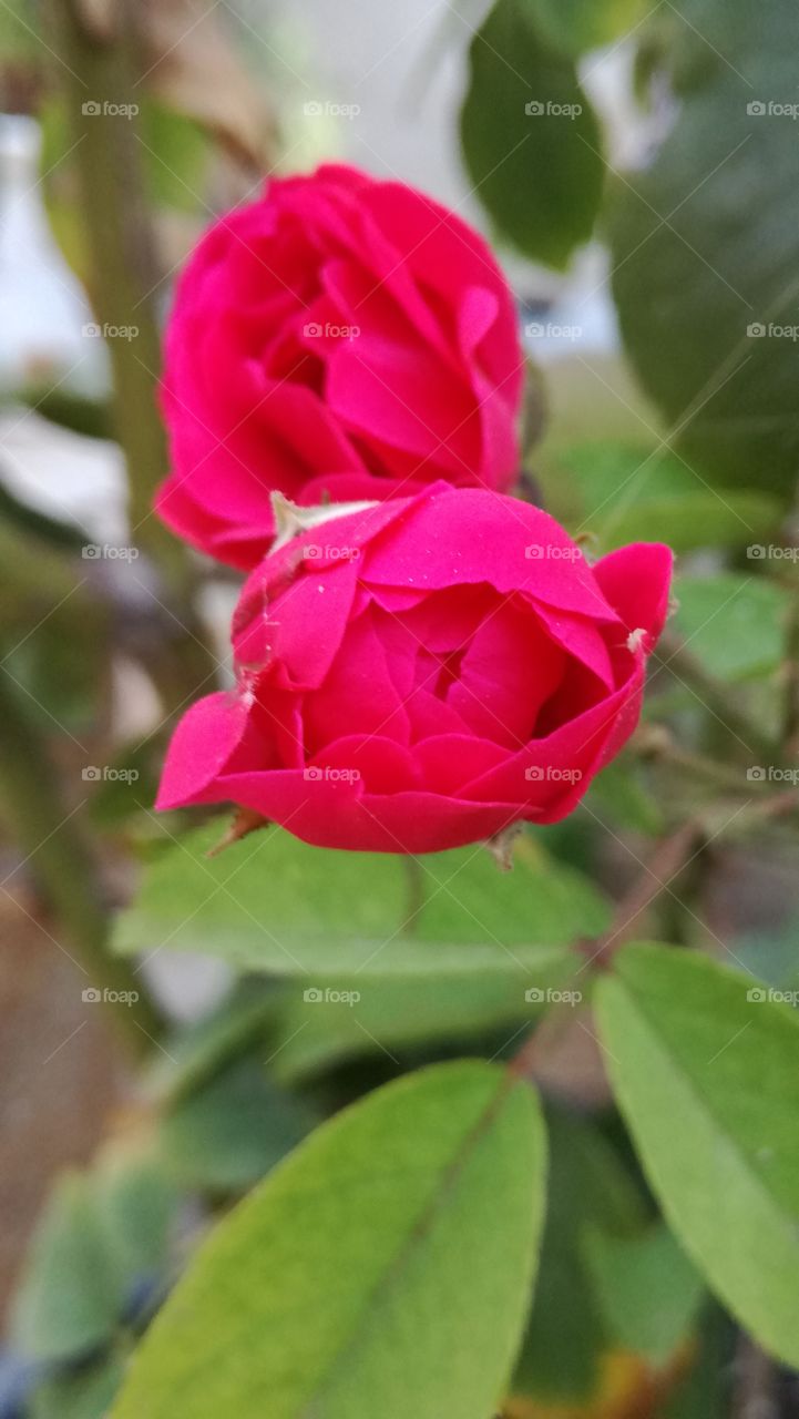 mini roses