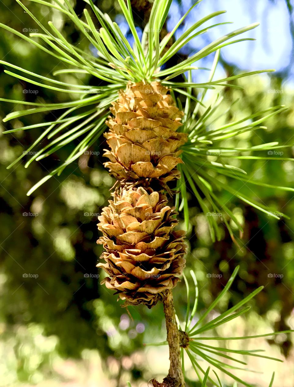 Pine pine pina?