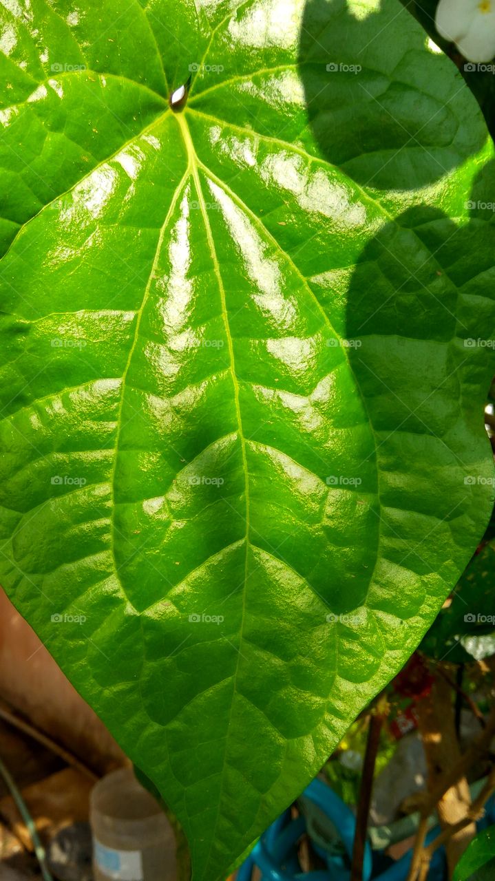 green big leaf