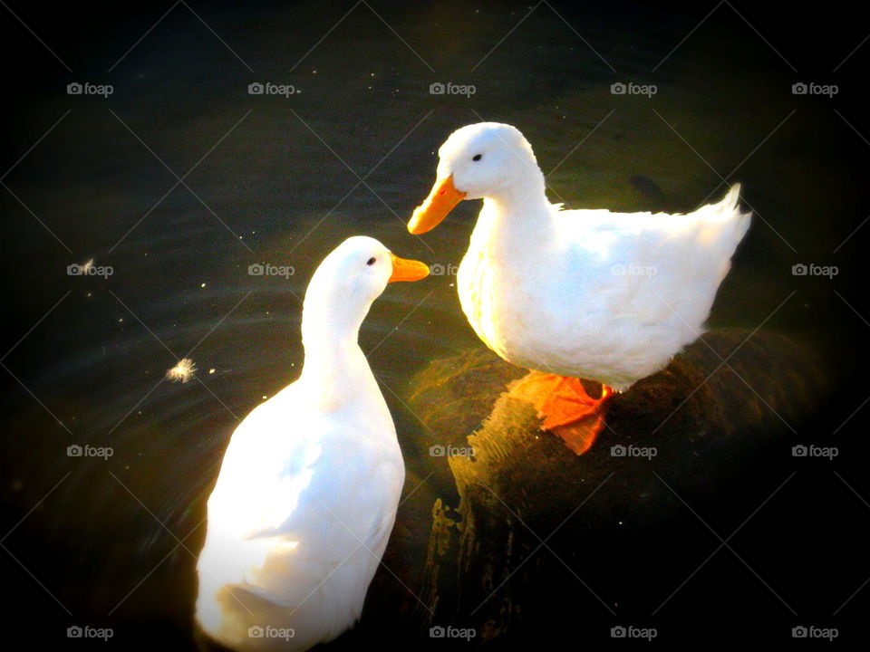 Duck Love. Snapped at the perfect moment. Two ducks in a pond at a park on a summer day. They seemed to be in love!