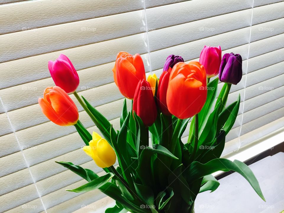 Tulips