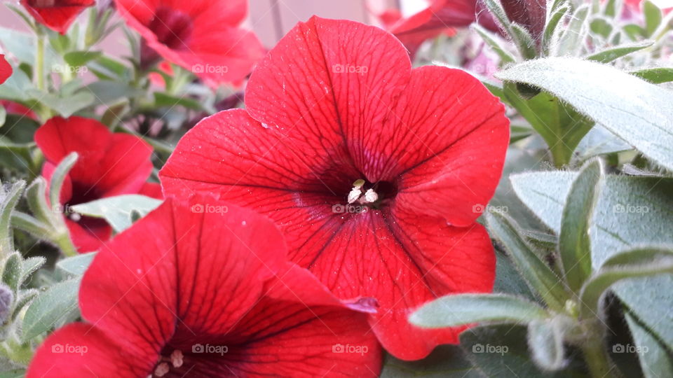 red flowers