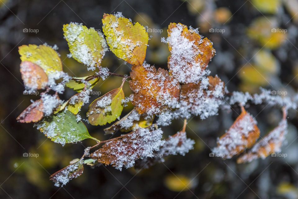 Twig with leaves under the snow.