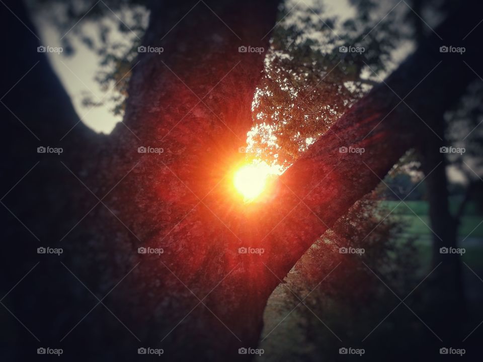 Sunburst Thru a Tree