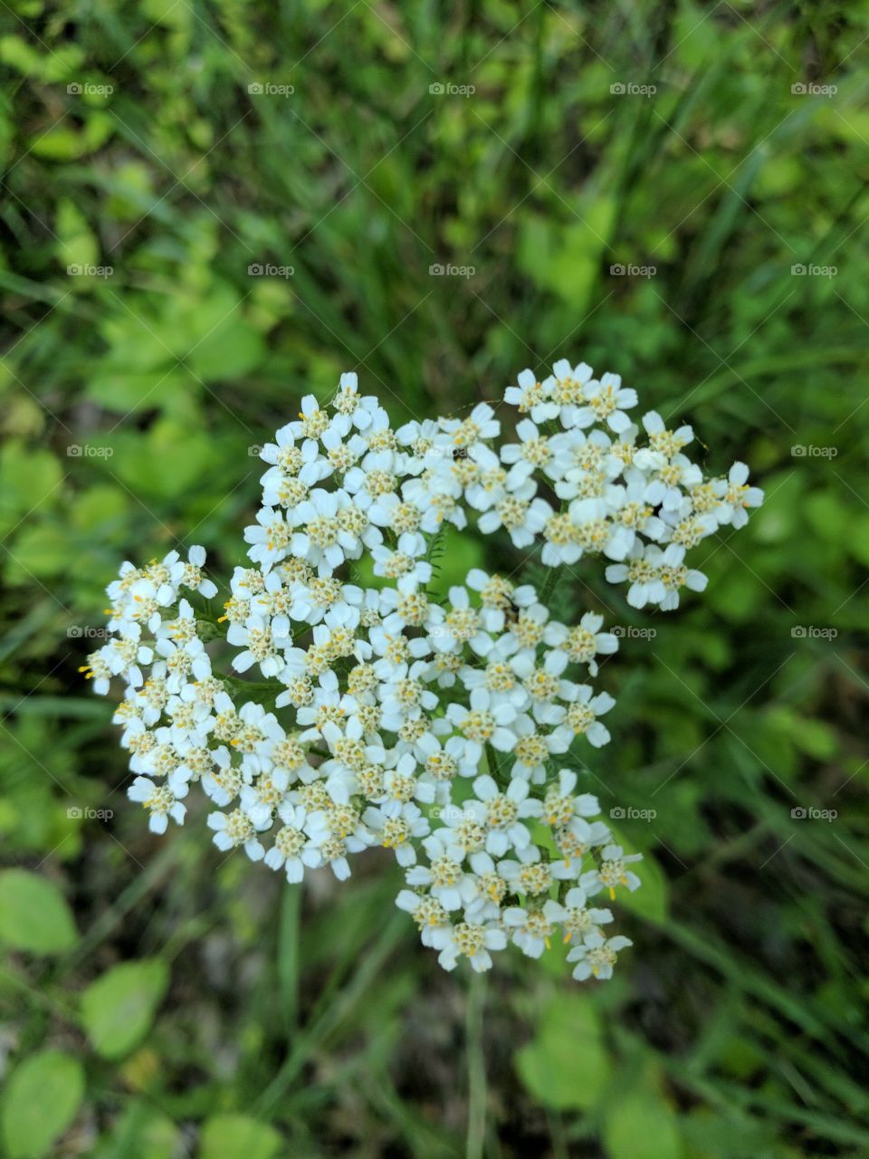 little blooms