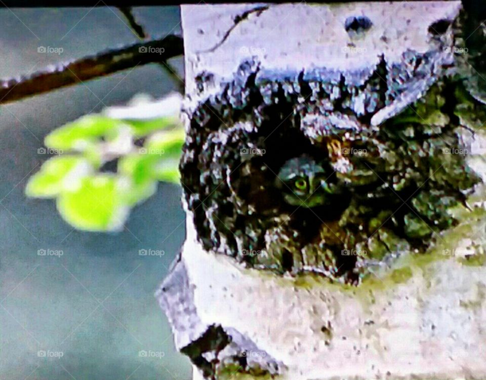 Baby Owl!