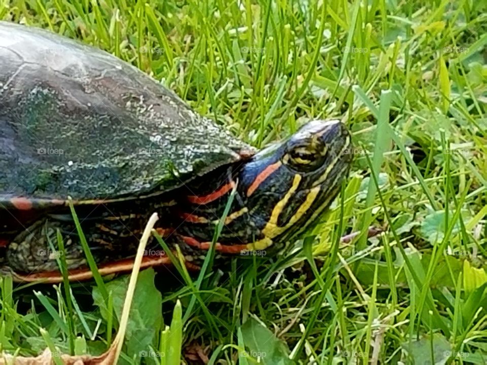 A turtle passing through our yard