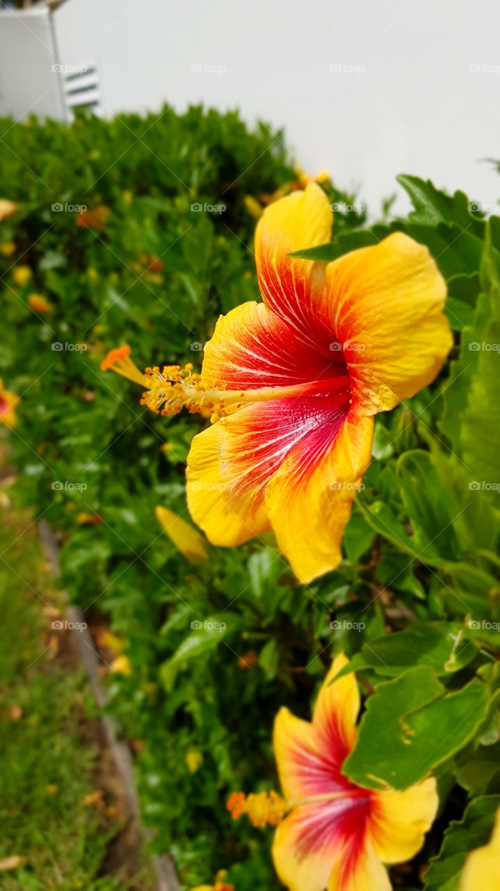 Hibiscus sungazing