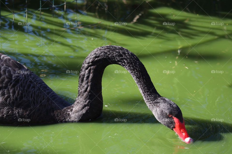 Black swan on green water