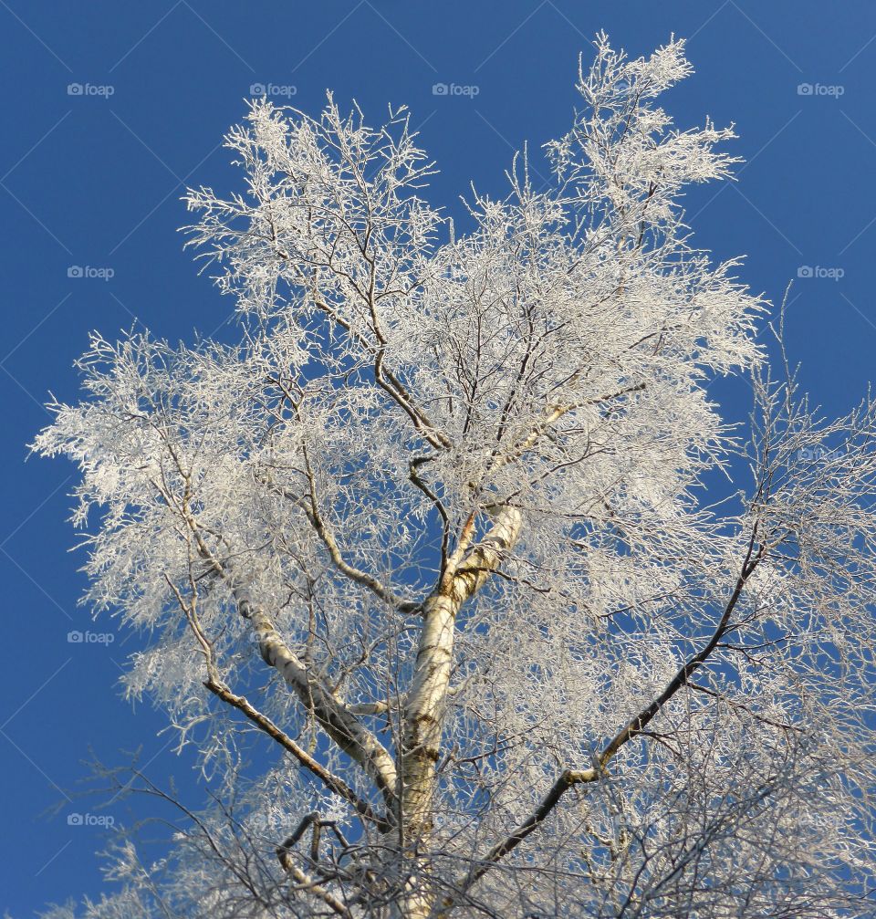 snowcovered birch trees