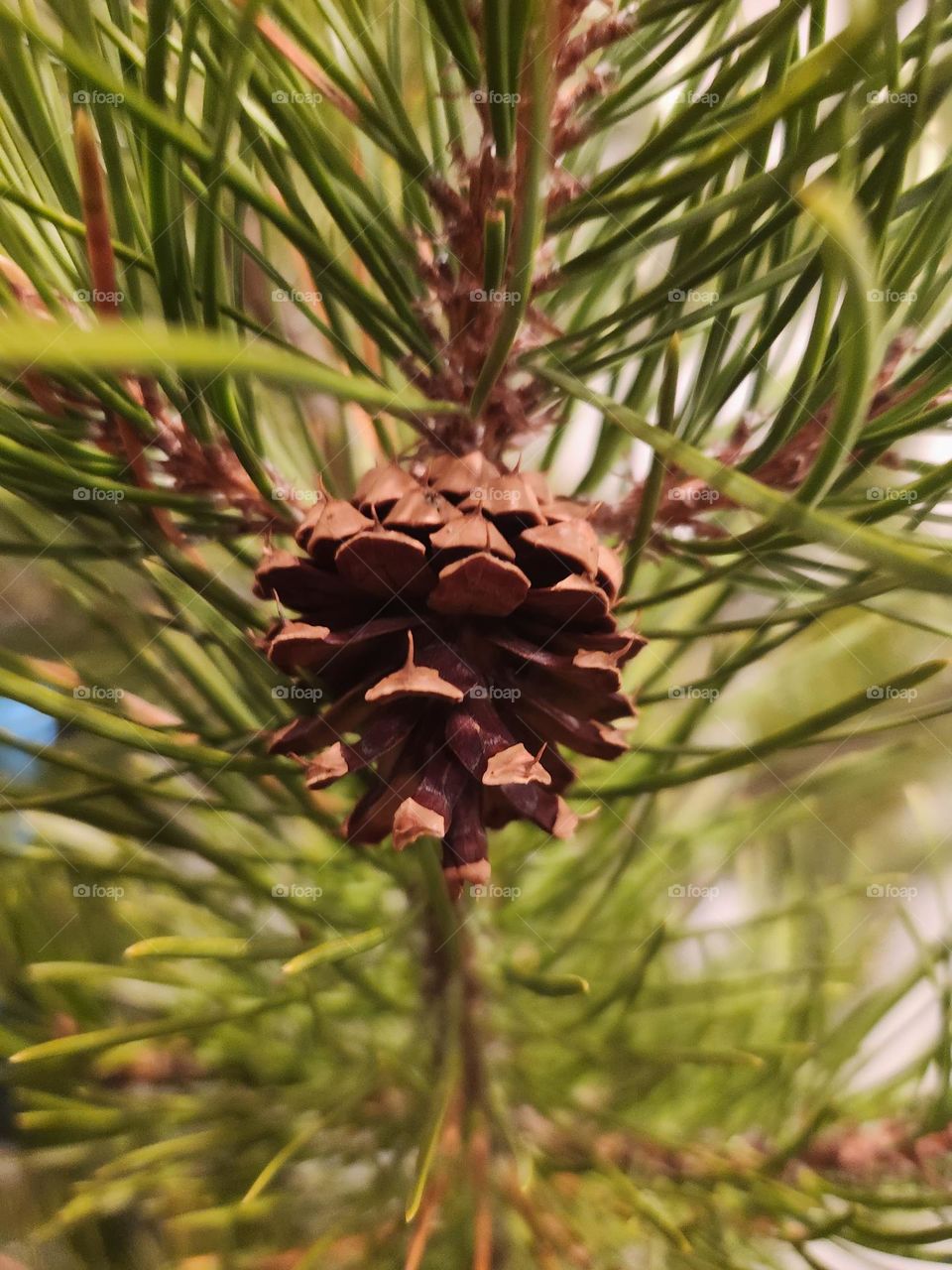 Pinecone