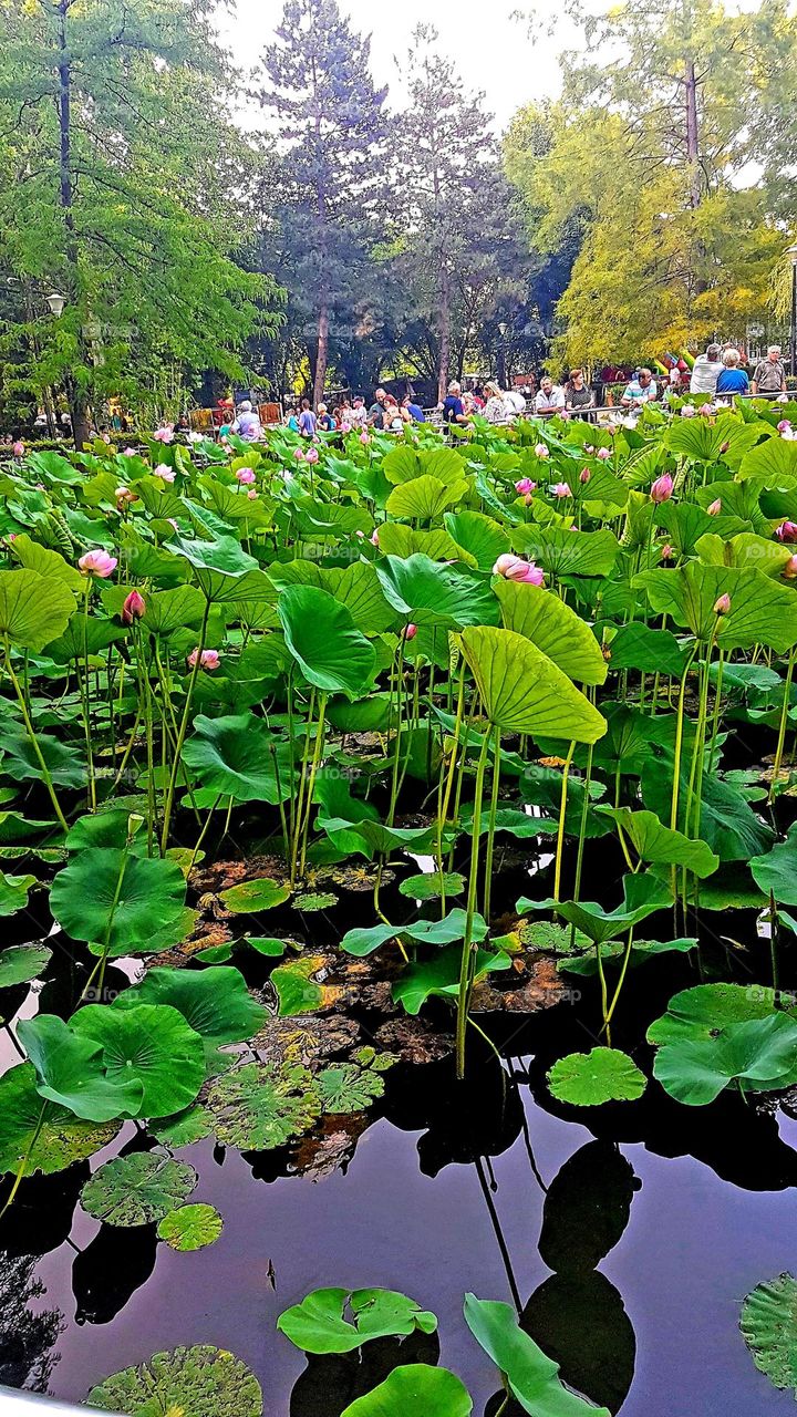 lots of water lilies on the lake in Felix resort, Oradea, Romania