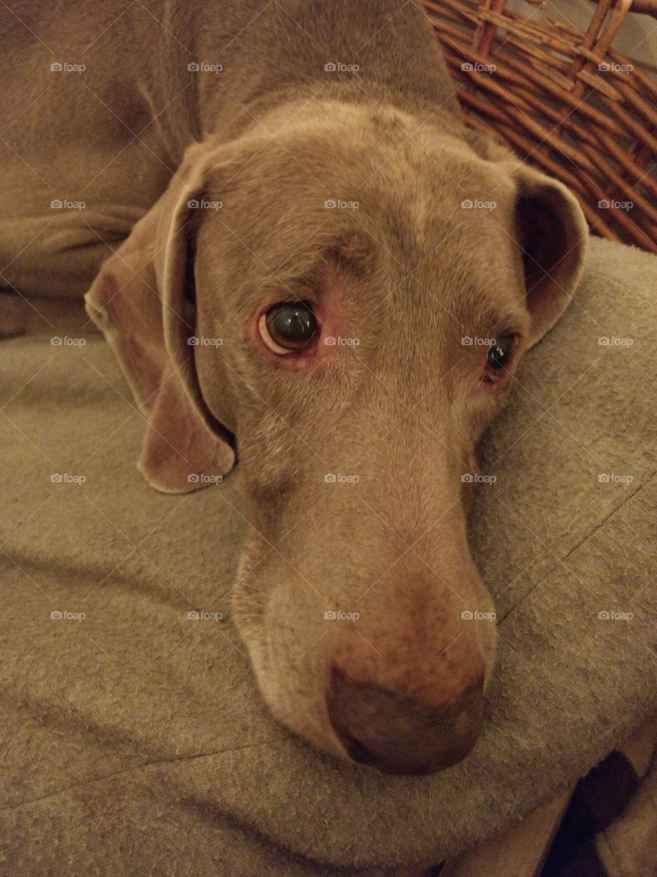 Weimaraner looking to the side while laying in his basket