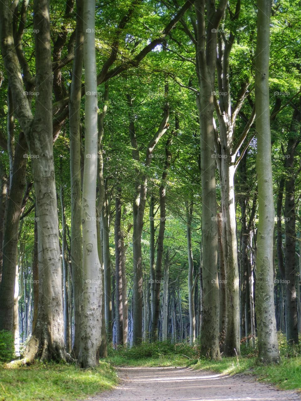 Forest view