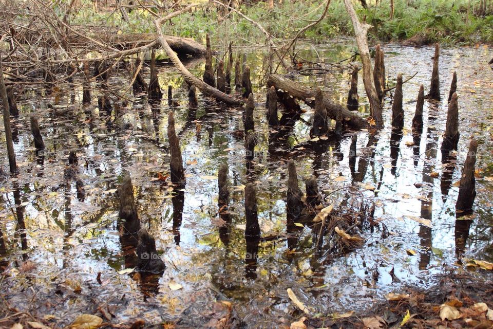 Cypress knees 
