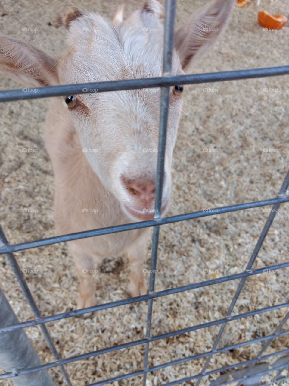 The snow white goat waiting longingly for  his treat.