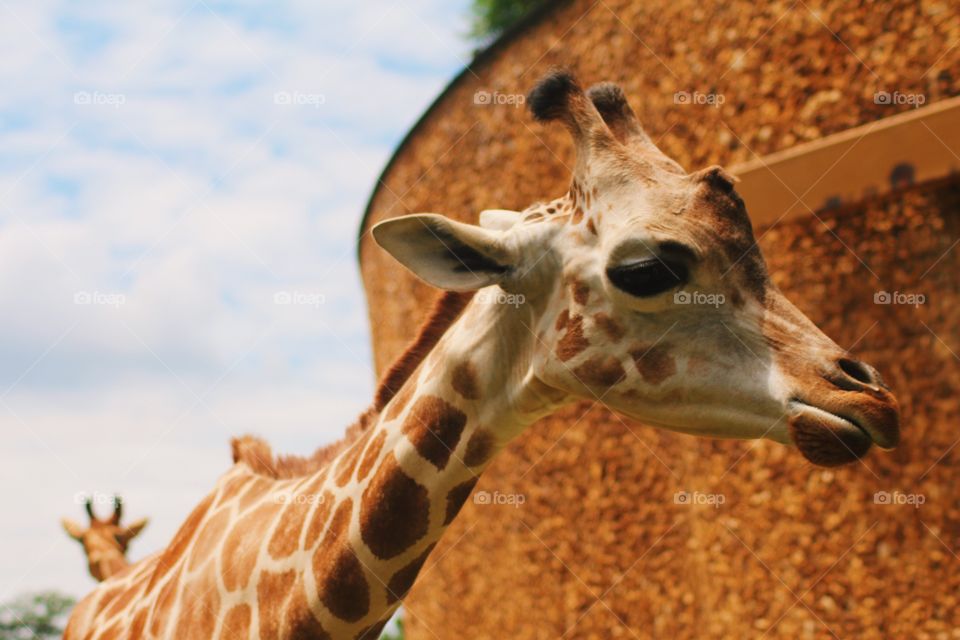 Giraffe zoo animals wildlife pattern 