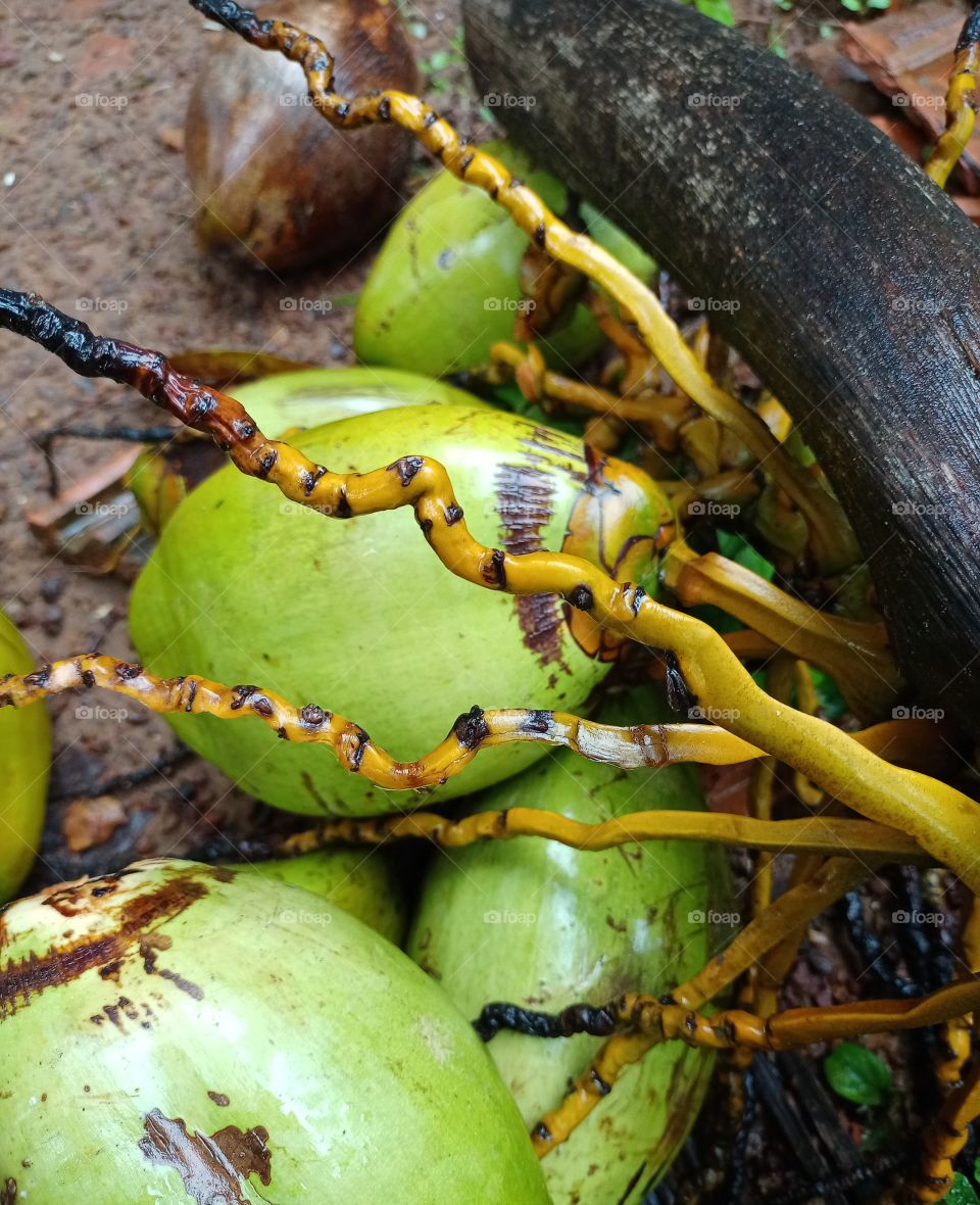 coconuts fresh Indian coconuts